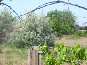 Satılır 3 otaqlı 72 m2 bağ evi Novxanı