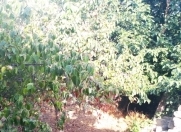 Satılır 10 sot torpaq Rəsulzadə