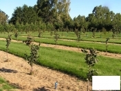 Satılır 192 sot torpaq Xaçmaz