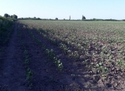 Satılır 570 sot torpaq Saatlı