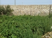 Satılır 3 sot torpaq Nardaran