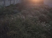 Satılır 4 sot torpaq Zığ