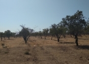 Satılır 171 sot torpaq Saray