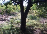 Satılır 15 sot torpaq Quba