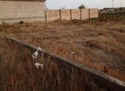 Satılır 5 sot torpaq Dübəndi bağları
