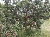 Satılır 24 sot torpaq Xaçmaz