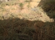 Satılır 1.6 sot torpaq Zığ