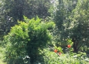 Satılır 1500 sot torpaq Şəki