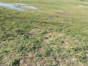 Satılır 4 sot torpaq Qala