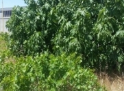 Satılır 5 sot torpaq Albalı