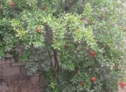 Satılır 24 sot torpaq Şüvəlan