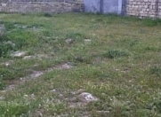 Satılır 12 sot torpaq Albalı