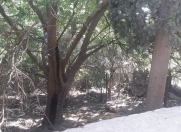 Satılır 3 sot torpaq Badamdar