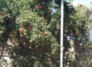 Satılır 4 otaqlı 100 m2 həyət evi Biləcəri