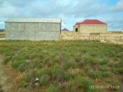 Satılır 3.5 sot torpaq Sumqayıt