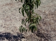 Satılır 174 sot torpaq Xaçmaz