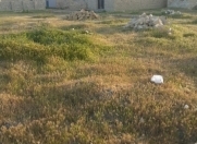 Satılır 3 sot torpaq Müşfiqabad