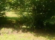 Satılır 1300 sot torpaq Zaqatala