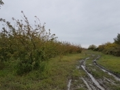 Satılır 918 sot torpaq Quba