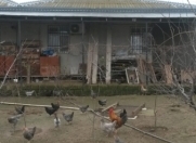 Satılır 6 otaqlı 130 m2 həyət evi Novxanı