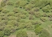 Satılır 100 sot torpaq Naxçıvan