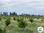 Satılır 1800 sot torpaq Şabran