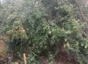 Satılır 4 otaqlı 130 m2 həyət evi Zabrat 1