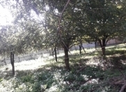 Satılır 6 sot torpaq Qəbələ