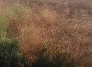 Satılır 20 sot torpaq Saray