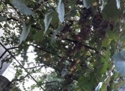 Satılır 3 otaqlı 80 m2 həyət evi Şağan