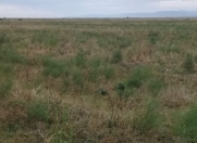 Satılır 38000 sot torpaq Xaçmaz