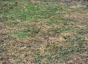 Satılır 1.02 sot torpaq Saray