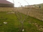 Satılır 8 sot torpaq Görədil