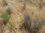 Satılır 12 sot torpaq Badamdar