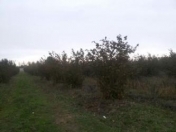 Satılır 300 sot torpaq Xaçmaz