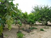 Satılır 3 otaqlı 42 m2 bağ evi Novxanı