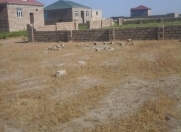 Satılır 2.5 sot torpaq Binə