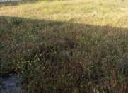 Satılır 2 sot torpaq Buzovna