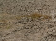 Satılır 5 sot torpaq Xaçmaz