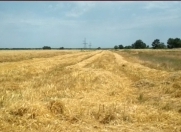 Satılır 500 sot torpaq Xaçmaz