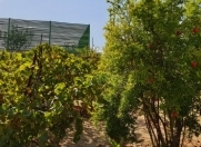 Satılır 11 sot torpaq Novxanı