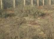 Satılır 6 sot torpaq Zabrat 2