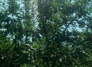 Satılır 1059 sot torpaq Xaçmaz