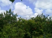 Satılır 6 sot torpaq Savalan