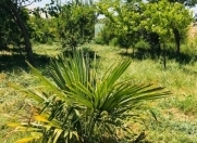 Satılır 5 sot torpaq Səngəçal