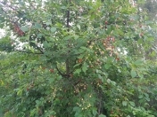 Satılır 25 sot torpaq Göyçay