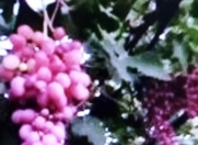 Satılır 3 otaqlı 100 m2 bağ evi Dübəndi bağları