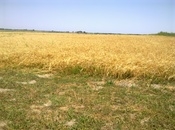 Satılır 5000 sot torpaq Xaçmaz