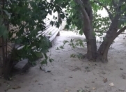 Satılır 9 sot torpaq Badamdar