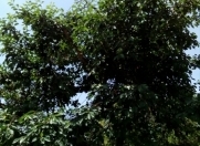 Satılır 4 otaqlı 150 m2 həyət evi Qəbələ